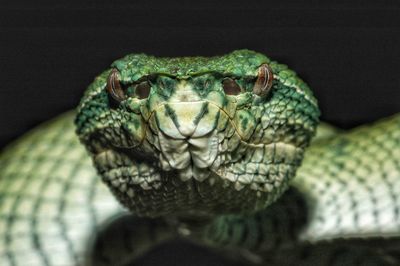 Close-up portrait of snake