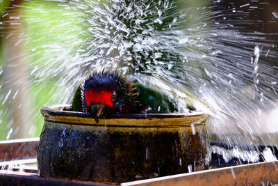 Close-up of bird on a water