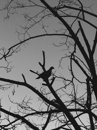 Low angle view of silhouette bare tree against clear sky