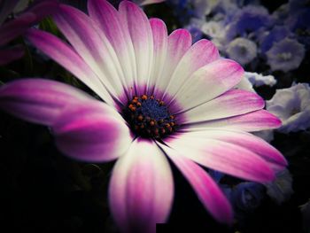 Close-up of pink flowers