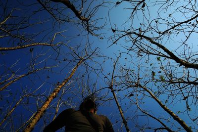Low angle view of bare trees against blue sky