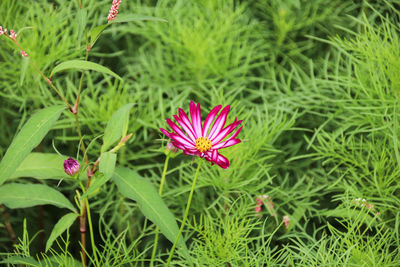 Close-up of purple coneflower blooming outdoors