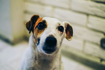 Close-up portrait of dog