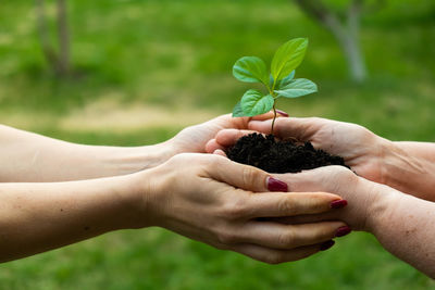 Close-up of hand holding plant