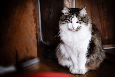 Close-up of cat resting on floor