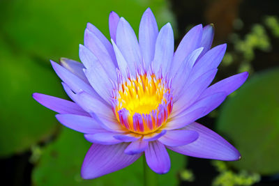 Lotus blooming on water surface and green leaves