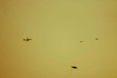 Low angle view of bird flying in sky
