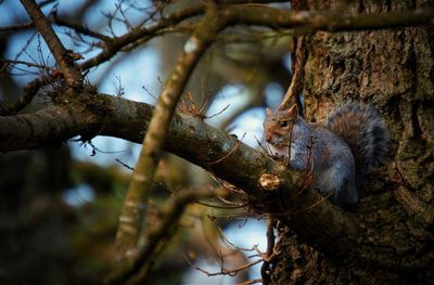 Close-up of bare tree