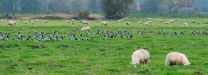 Barnacle goose grazing while grazing before hike south
