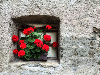Close-up of red flowers blooming against wall
