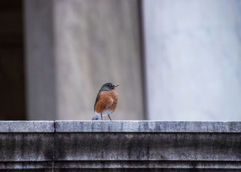 Bird perching on a railing