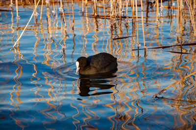 Duck swimming in lake