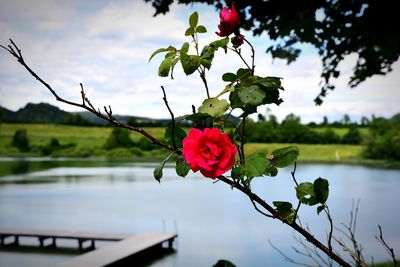 Close-up of pink rose against sky