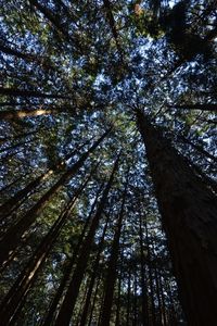 Low angle view of trees in forest