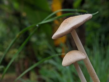 Close-up of mushroom growing on field
