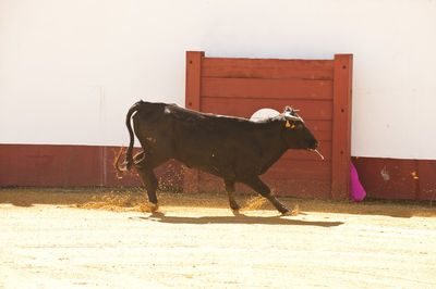 Side view of a horse