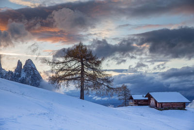 Trees on snow covered land against sky