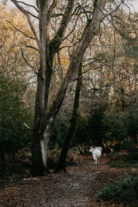 Dog standing by bare trees in forest