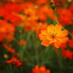 Close-up of orange flowers blooming outdoors