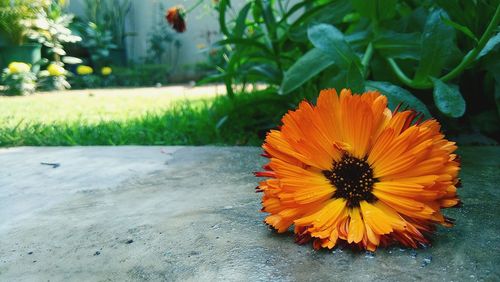 Close-up of flower blooming outdoors