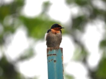 Close-up of bird perching on wooden post