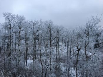Bare trees on snow covered land