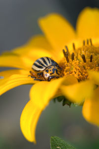 Close-up of honey bee on yellow flower