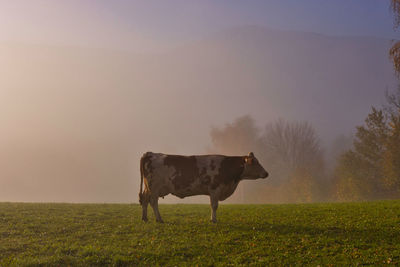 Cow standing in field