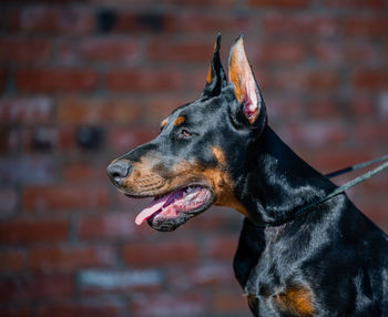 Close-up of a dog looking away