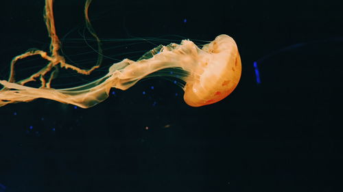 Close-up of jellyfish in sea