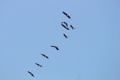 Low angle view of birds flying in sky