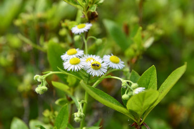 Close-up of white flowering plant