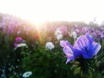 Close-up of purple flowers