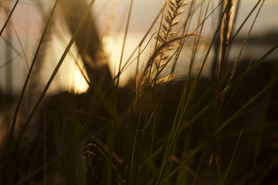 Close-up of grass growing on field during sunset