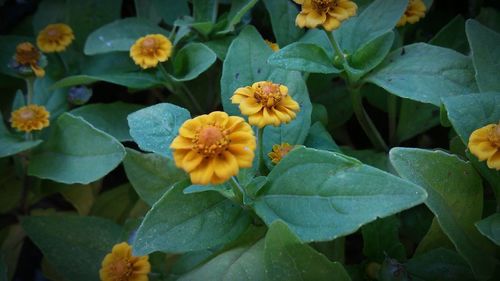 Close-up of yellow flower