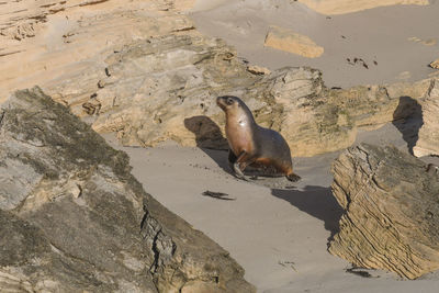 High angle view of sea lion on rock