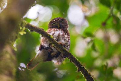 An inquisitive ferruginous pygmy-owl, glaucidium brasilianum, in cuyabeno wildlife reserve, ecuador.