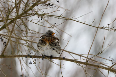 Low angle view of bird perching on branch