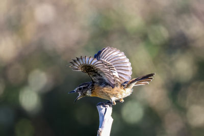 Close-up of bird flying against blurred background