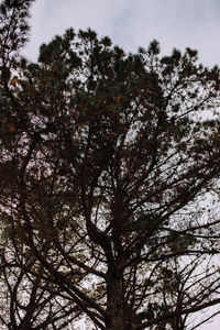 Low angle view of trees against clear sky
