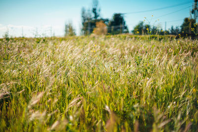 Surface level of crops growing on field