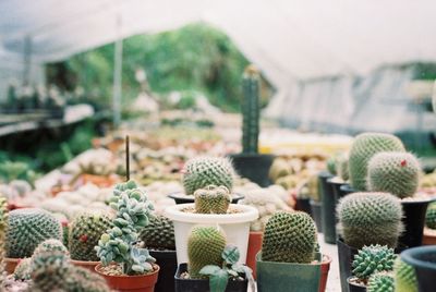 Close-up of succulent plants in market