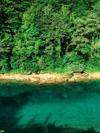 Scenic view of lake by trees in forest
