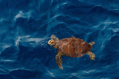 Sea turtle in the caribbean sea off mexico coast.