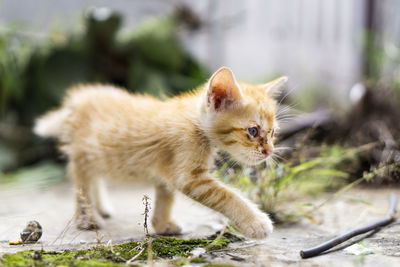 Side view of a cat looking away