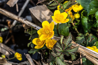 High angle view of yellow flowering plant