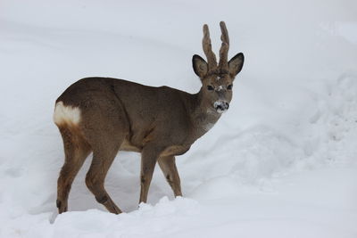 Deer standing on snow field during winter