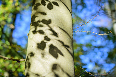 Low angle view of lizard on tree trunk