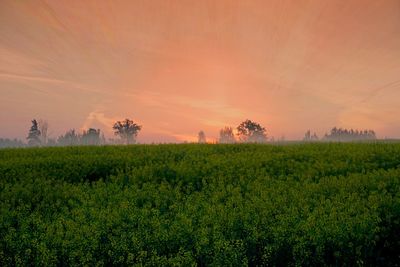 Scenic view of field against sky during sunset