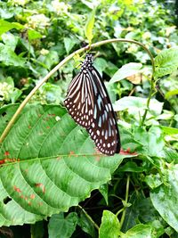 Close-up of butterfly on plant